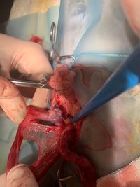 Schwierige Kastration Katze mit retroperitoneal gelagertem Ovar