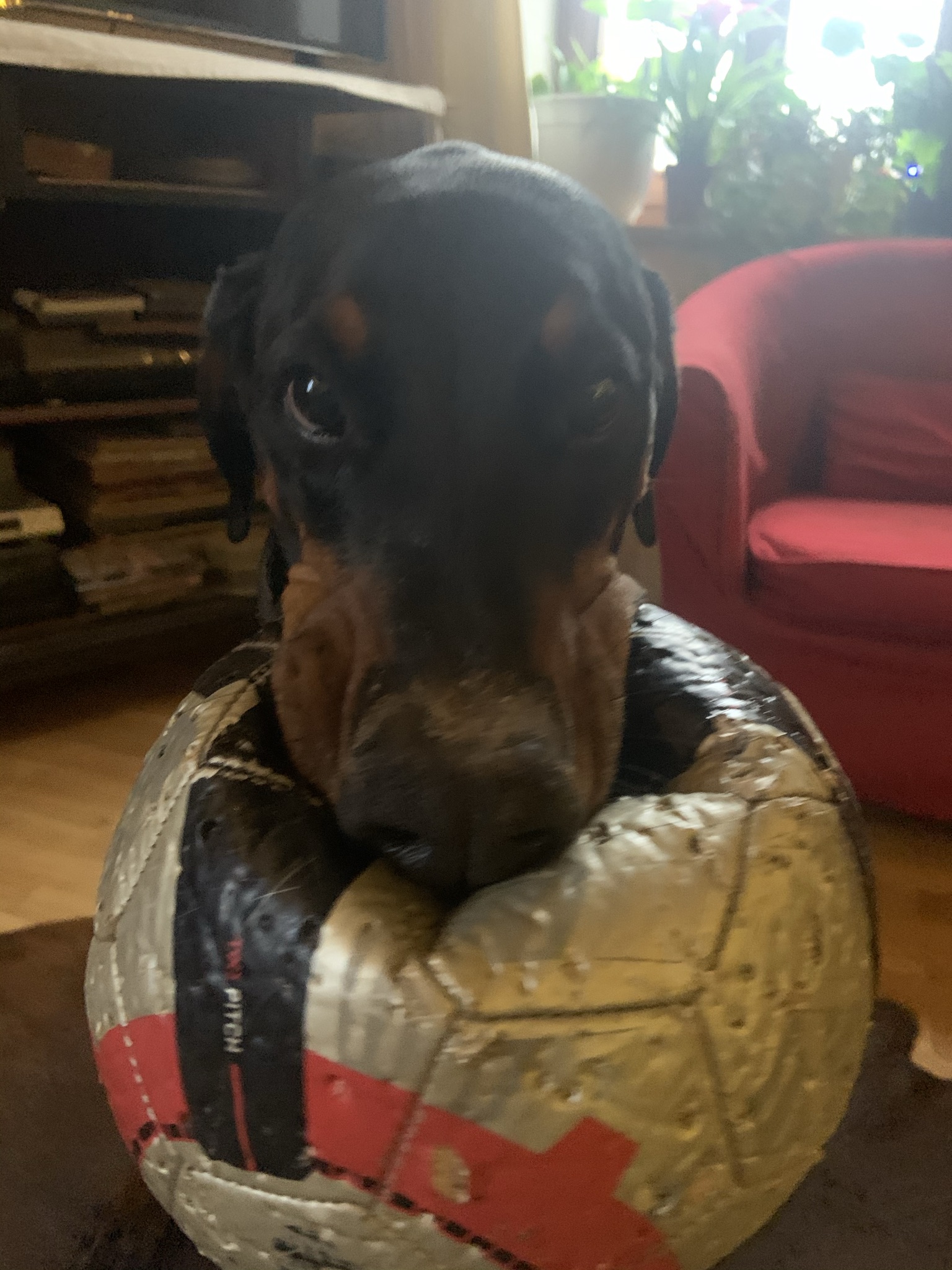Tierarzt in Stegaurach Tierarztpraxis Antonia Körber Dobermann