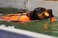 Hundeschwimmbad in Stegaurach